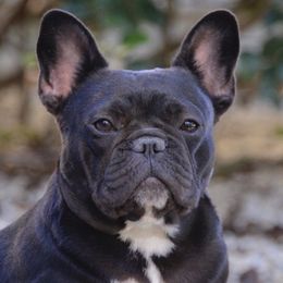 Bulldog and French Bulldog All Grown Up from Empire Bulldogs & French Bulldogs