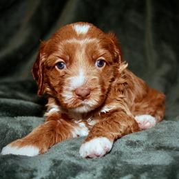 Madeline - Caramel female Australian Labradoodle puppy in Stanwood, Washington from Victoria Creek Australian Labradoodles