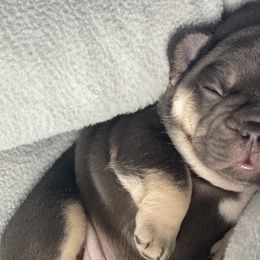 Remington - French Bulldog puppy in League City, Texas from Baby Bear Frenchies