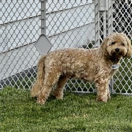 Australian Labradoodle Puppies from Tiny Treasures Australian Labradoodles