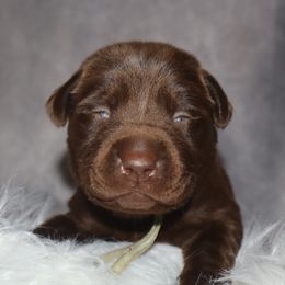 1st pick chocolate female - Chocolate female Labrador Retriever puppy in Suffolk County, New York from South Shore Labradors