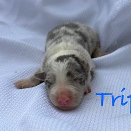 Tripp - Slate merle male Border Collie puppy in Cedartown, Georgia from Ferguson Border Collies