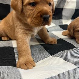 Black Collar - yellow male - Yellow male Labrador Retriever puppy in Beaverdam, Virginia from Gold Heart Labradors
