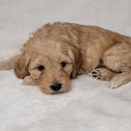 Goldendoodle Puppies from Lake Village Doodles