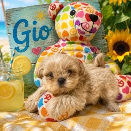 Gio - Cream and white male Shih Tzu puppy in Bethpage, Tennessee from Tennessee's Treasured Shih Tzus