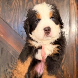 Bo Peep - Tri-color female Bernese Mountain Dog puppy in Fort Meade, Florida from Baldwin Dood Ranch