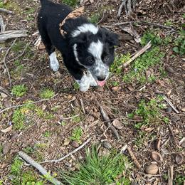 Border Collie Puppies from Roaring River Border Collies