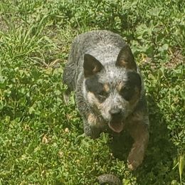 Australian Cattle Dogs from Reaver Australian Cattle Dogs