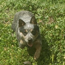 Australian Cattle Dogs from Reaver Australian Cattle Dogs