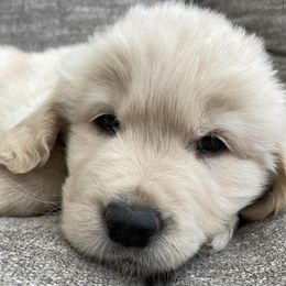 Golden Retrievers from Amie's Goldens