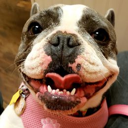 French Bulldog All Grown Up from Oil Patch Frenchies