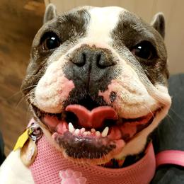 French Bulldog All Grown Up from Oil Patch Frenchies