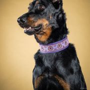 Maze - Beauceron