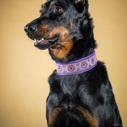 Maze - Beauceron