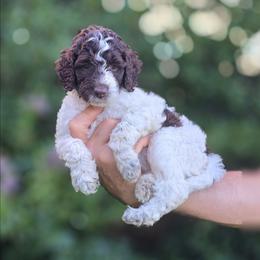 Pink Collar girl (Journey) - Parti female Labradoodle puppy in Granite Falls, North Carolina from Carolina Goldendoodles