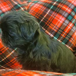 Shih Tzu Puppies from AKC Shih Tzu Champion Line Puppies
