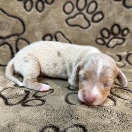 Isabella Dapple - Fawn (isabella) and tan male Dachshund puppy in George West, Texas from Rockin M Kennel