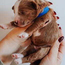 Blue - m - Red  male Goldendoodle puppy in Ruthorfordton, North Carolina from Duncan Doodles Goldendoodles