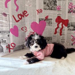 Pepper Tiny girl 3.5lbs - Black female Goldendoodle puppy in Upper Sandusky, Ohio from Rock Run Homestead