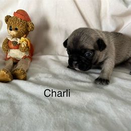 Charli - Fawn female French Bulldog puppy in Jacksonville, North Carolina from Southern Comfort French Bulldogs