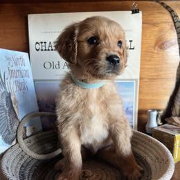 Light Blue - Golden male Golden Retriever puppy in Leadore, Idaho from Gunsight Goldens