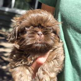 Boy 2 - Liver male Shih Tzu puppy in Green Valley Lake, California from All American Shih Tzu Puppies