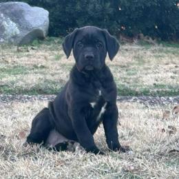 Nova - Black female Cane Corso puppy in Dallas, Texas from Exotic Empire Kennels LLC