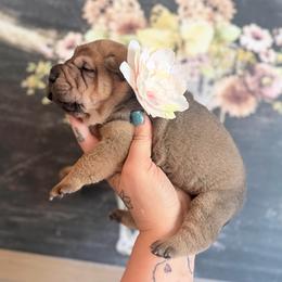 Everest - Fawn female Chinese Shar-Pei puppy in Lehigh Acres, Florida from Florida Wrinkles