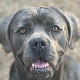 Una - Cane Corso