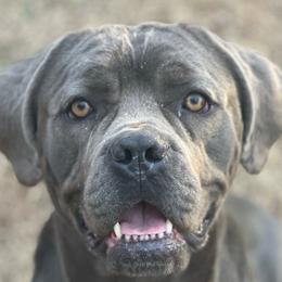 Una - Cane Corso