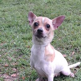 Sassy - Chihuahua