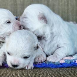 Shihpoo puppies from Pilot Hill Teddy Bear Puppies