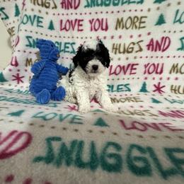 Parker - Parti male Poodle puppy in Pounding  Mill, Virginia from Rosa's Chihuahuas