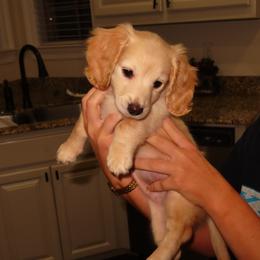 Dachshund Puppies from Cajun Pawfection