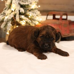 Jade - Red female Whoodle puppy in West Bend, Iowa from Blue Skies Terriers