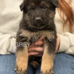Grey-Ichabod - Black and tan male German Shepherd puppy in Medical Lake, Washington from Nine Realms German Shepherds