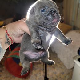 French Bulldog Puppies from Culichitown Frenchies