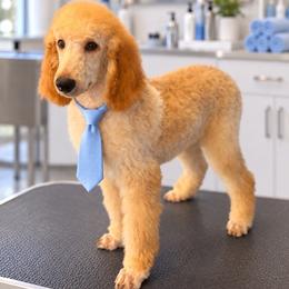 Noah - Apricot male Poodle puppy in Washington, Pennsylvania from Patriotic Poodles