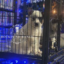 Dasher - Blue female Australian Cattle Dog puppy in Silsbee, Texas from Rockin ND Ranch