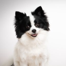 Coco - Pomeranian