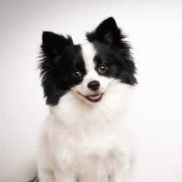 Coco - Pomeranian