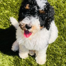 Goldendoodle Puppies from Labradoodleday