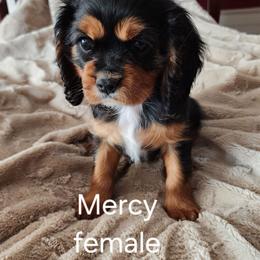 Mercy - Black and tan female Cavalier King Charles Spaniel puppy in Simi Valley, California from Above All Else Love