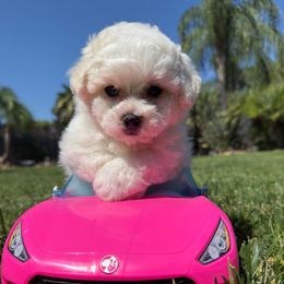 Girl 1 - White female Bichon Frise puppy in Lake Elsinore, California from Amber's Bichon Frise and Poodles