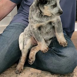 Australian Cattle Dog Puppies from Wood Haven Farm of SC