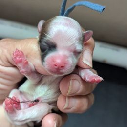 Elmer - Fawn male Havanese puppy in Spring Lake, Michigan from Chaenzo