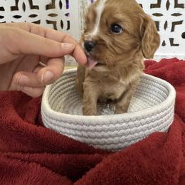 Ruby Boy - Ruby male Cavalier King Charles Spaniel puppy in Choctaw, Oklahoma from Dandelions and Kings
