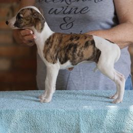 Ruby - White and red brindle female Whippet puppy in Alvin, Texas from Pecan Grove Akitas & Whippets