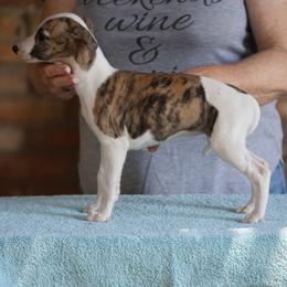 Ruby - White and red brindle female Whippet puppy in Alvin, Texas from Pecan Grove Akitas & Whippets