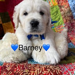 Male Pick 4 - Light golden male Golden Retriever puppy in Greensboro, North Carolina from Lewis Goldens